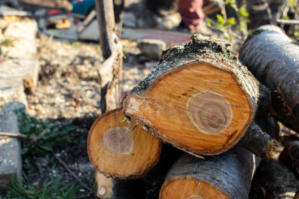Best Tree and Shrub Care  in Eagle Pass, TX