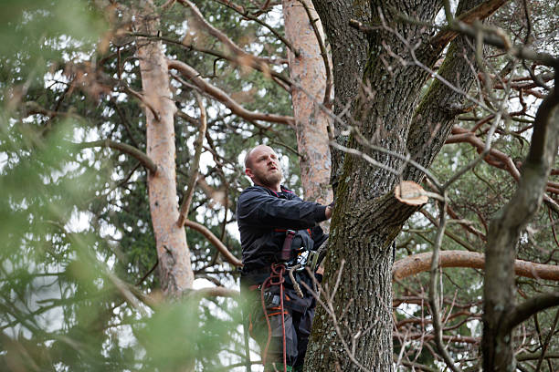 Best Emergency Tree Removal  in Eagle Pass, TX